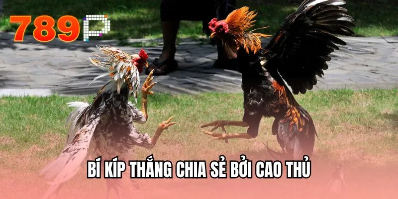 Bí kíp thắng chia sẻ bởi cao thủ