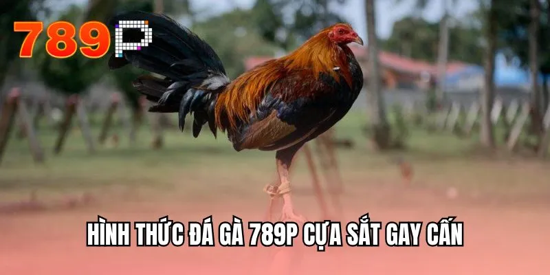 Hình thức đá gà 789P cựa sắt gay cấn
